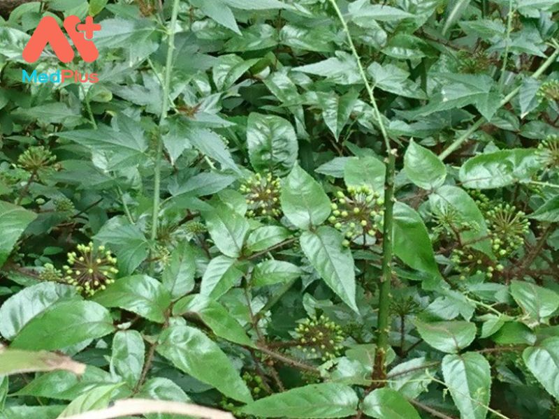 Top 5 bài viết về lợi ích dược liệu Đơn Châu Chấu năm 2022 129 Don chau chau - Medplus