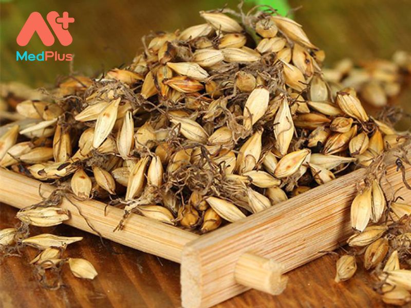 Cốc Nha | Cách Dùng Và Các Bài Thuốc Chữa Bệnh Hiệu Quả 130 Cốc Nha | Cách Dùng Và Các Bài Thuốc Chữa Bệnh Hiệu Quả