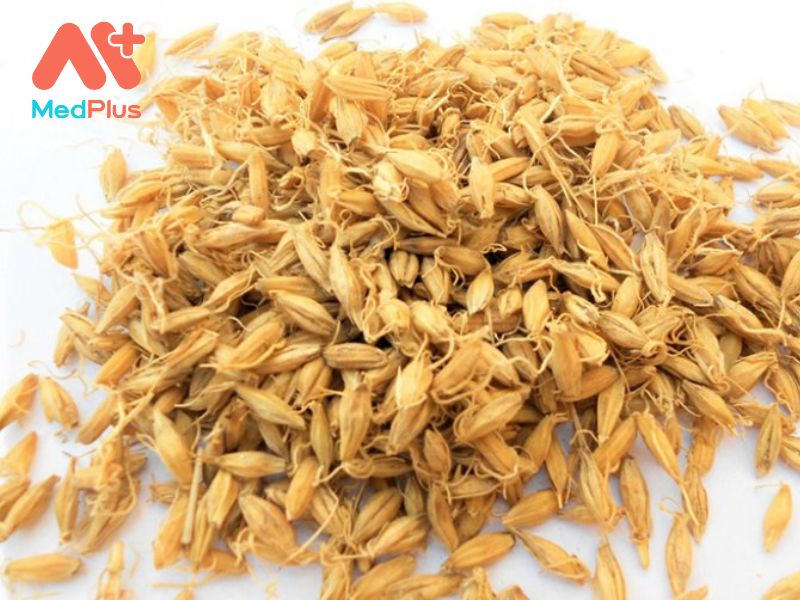 Cốc Nha | Cách Dùng Và Các Bài Thuốc Chữa Bệnh Hiệu Quả