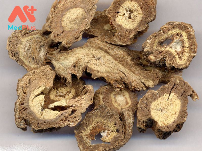 Độc Hoạt Đuôi Trâu | Cách Dùng, Bài Thuốc Chữa Bệnh Hiệu Quả 129 Độc Hoạt Đuôi Trâu | Cách Dùng, Bài Thuốc Chữa Bệnh Hiệu Quả