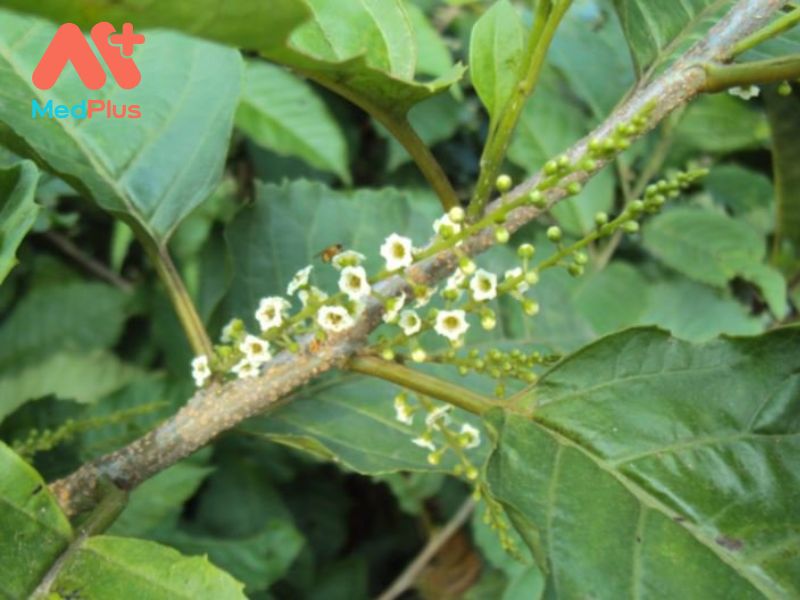 don rang cua 1 - Medplus