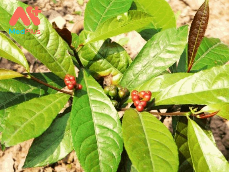 Đơn Răng Cưa | Vị Thuốc Tẩy Giun, Chữa Dị Ứng Hiệu Quả 137 Đơn Răng Cưa | Vị Thuốc Tẩy Giun, Chữa Dị Ứng Hiệu Quả