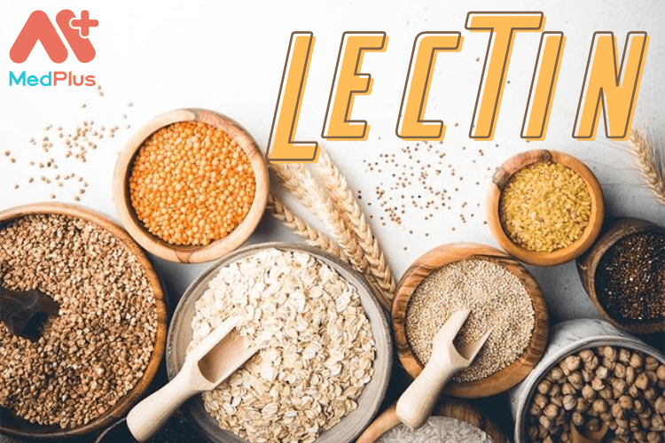 Lectins là một loại protein có khả năng liên kết với đường.